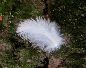 Materace Dla Ciebie – feather