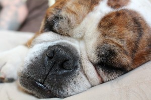 Materace Dla Ciebie - śpiący pies
