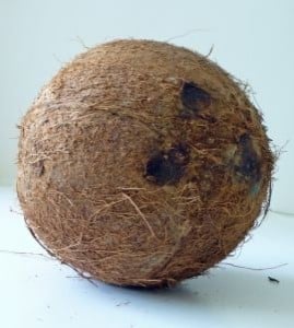 kokos mayerace-dla-ciebie