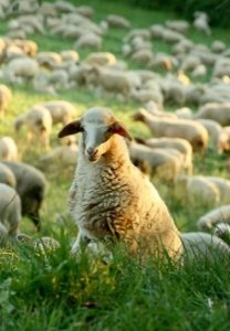 owce - Materace Dla Ciebie